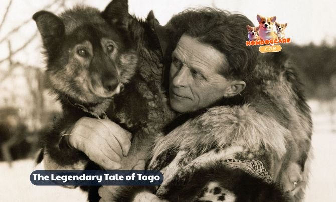 The Legendary Tale of Togo