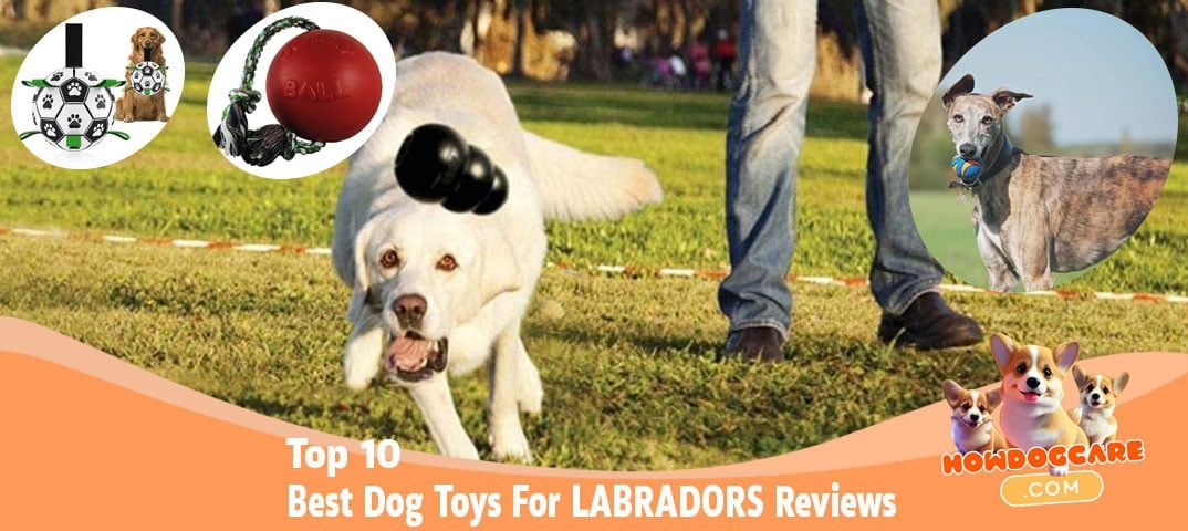 Top 10 Best Dog Toys For LABRADORS Reviews Top 10 Best Dog Toys For LABRADORS Reviews