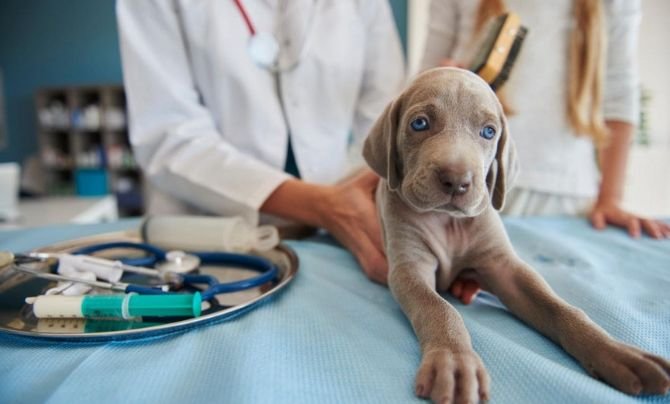 vet visit within the first week
