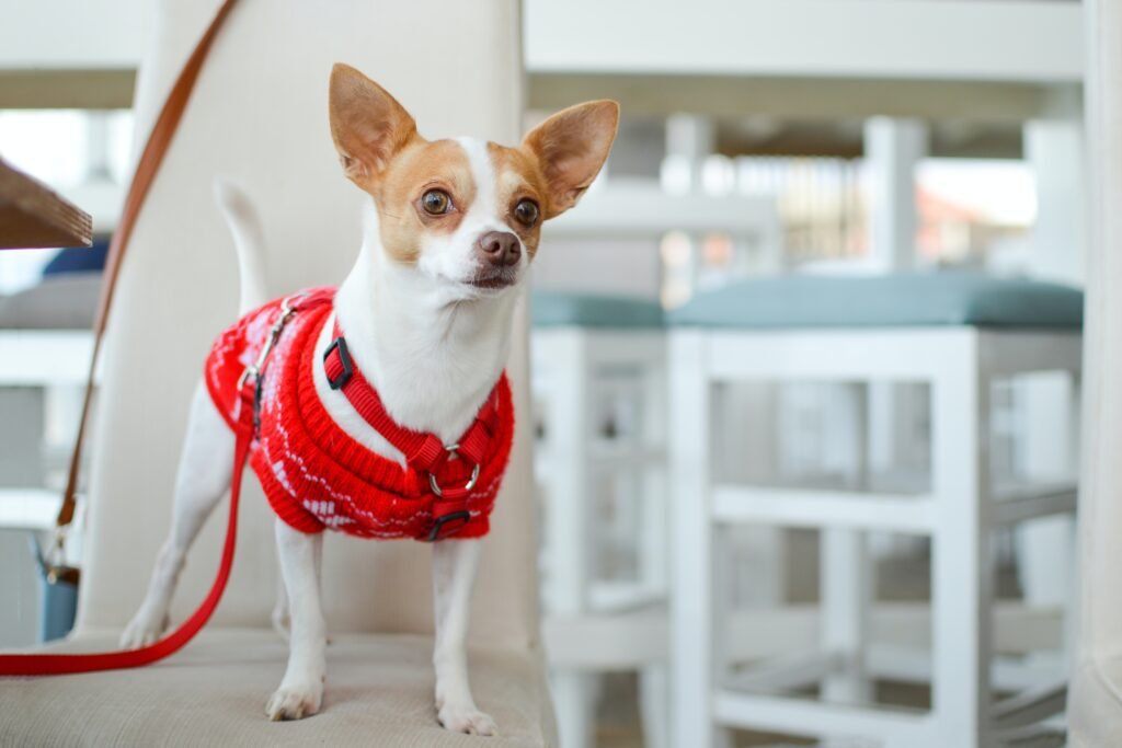 A Comprehensive Guide to the Chihuahua Dog Breed