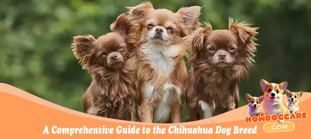A Comprehensive Guide to the Chihuahua Dog Breed