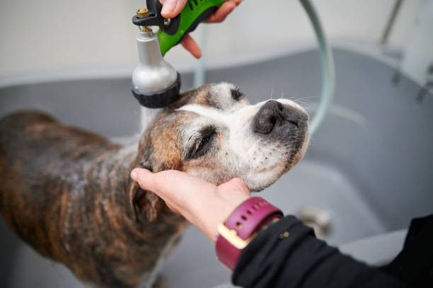 dog groomer holding the head of an old boxer dog