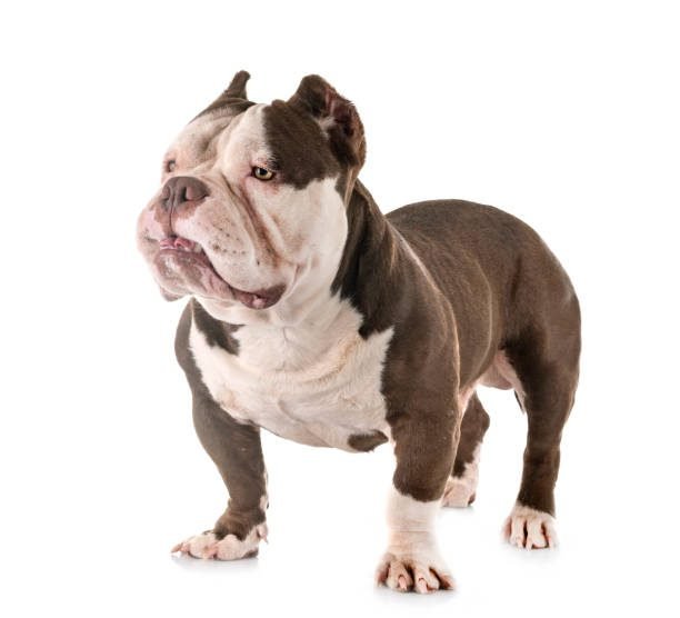 Bulldog Breed: Unveiling the Charms of a Resilient Companion