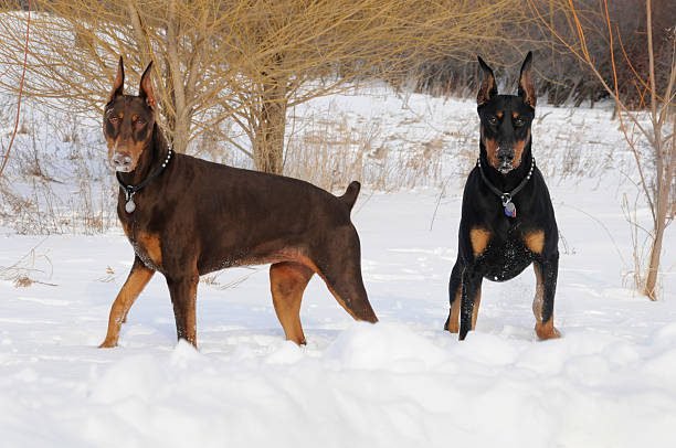 Discovering the Noble Doberman Pinscher Dog Breed