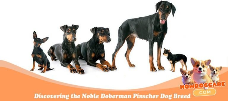 Discovering the Noble Doberman Pinscher Dog Breed