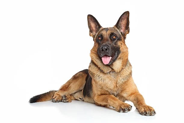 German Shepherd Intelligence and Loyalty Dog Breed