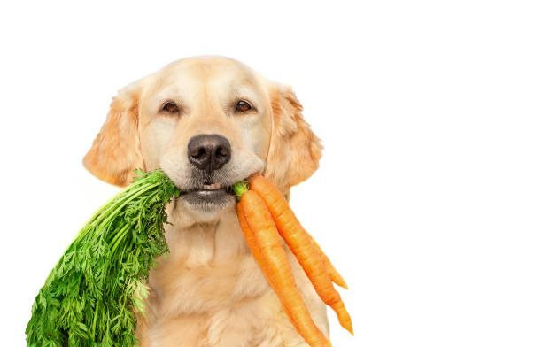 Golden Retriever dog breed eat food