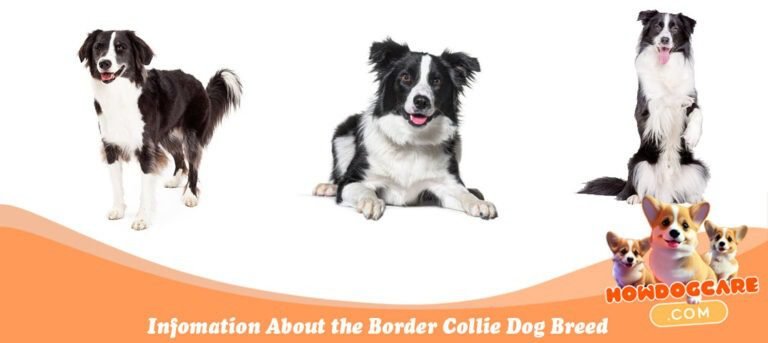 Infomation About the Border Collie Dog Breed