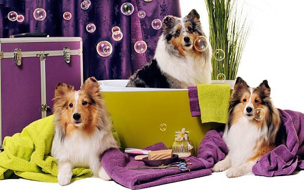 Shetland sheepdogs in dog grooming set-up