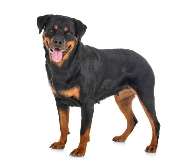 Rottweiler Dog Breed - Strength and Loyalty