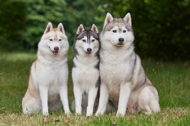 Siberian Husky - Information You Need To Know About Dog Breed