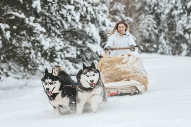 Siberian Husky - Information You Need To Know About Dog Breed