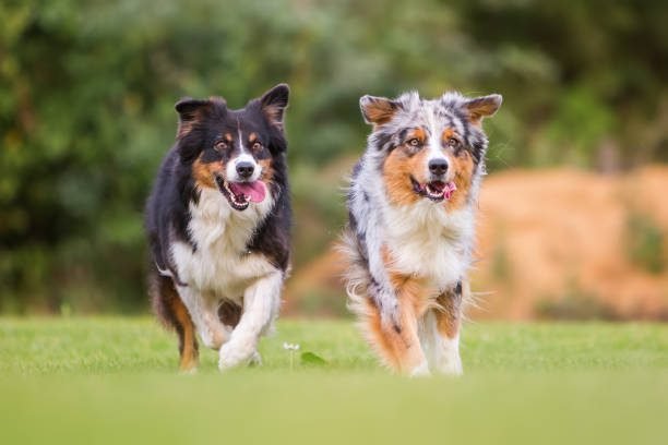 Unveiling the Allure of the Australian Shepherd Dog Breed