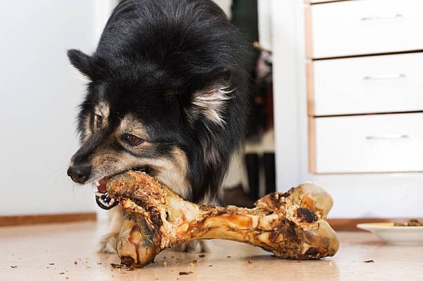 Dog eat food