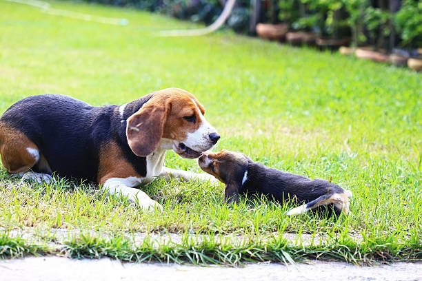Unveiling the Charms of the Beagle Breed