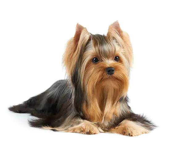 Yorkshire Terrier - Things to know about Dog Breed
