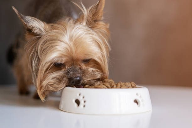 Yorkshire Terrier - Things to know about Dog Breed