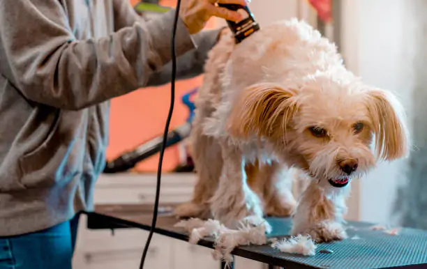 Yorkshire Terrier - Things to know about Dog Breed