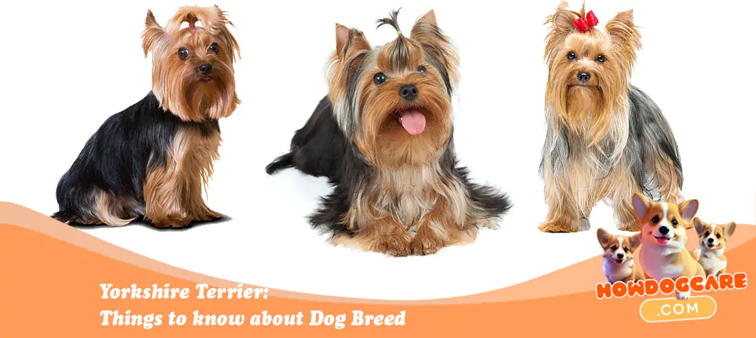 Yorkshire Terrier - Things to know about Dog Breed