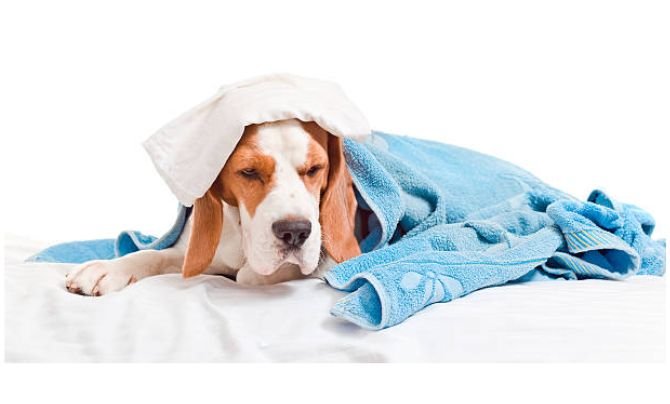 Beagle health problems How-to-1