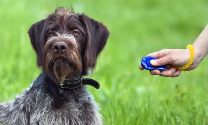 How Dog Clicker Training Works