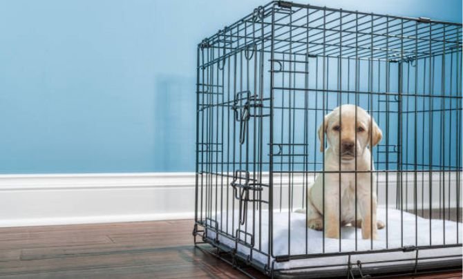 How to crate training a labrador puppy-2