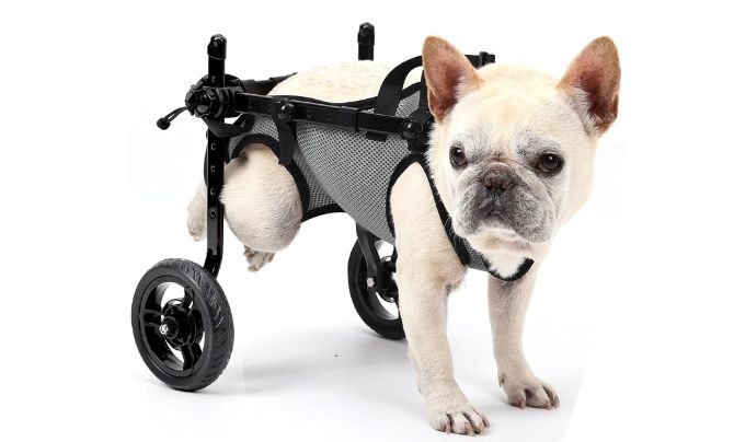 BECROWM Small Dog Wheelchair for Back Legs
