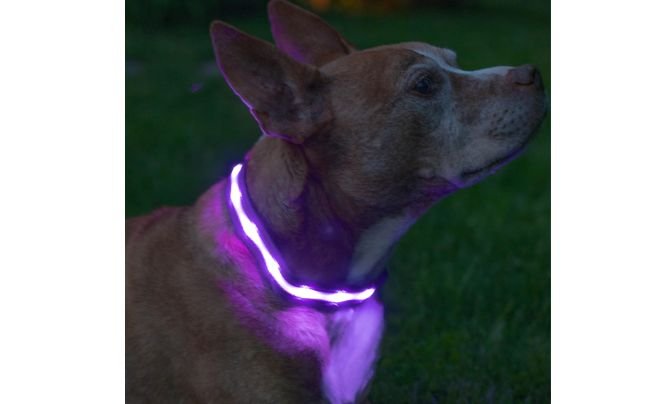 Blazin Light Up Dog Collar — Top-Rated Waterproof LED Dog Collar for Long-Distance Visibility