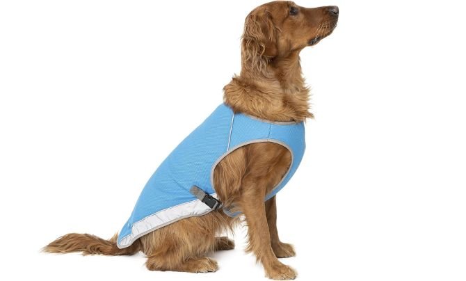 Canada Pooch Dog Cooling Vest – Best Everyday Cooling Vest with Stylish Design