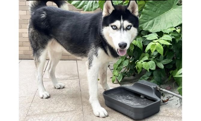 Ficuswin 135oz Automatic Water Dispenser – Best Outdoor Dog Water Bowl for Large Breeds