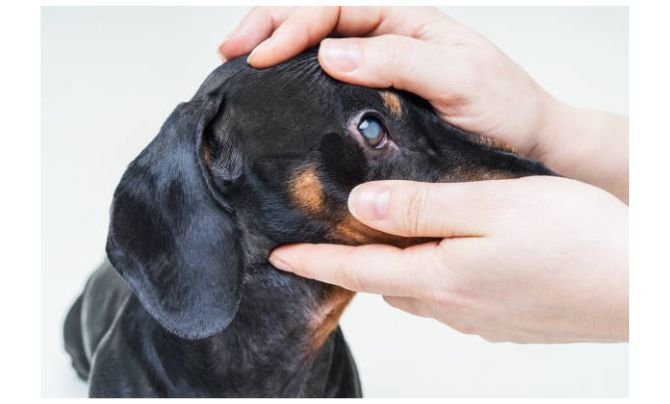 How To Recognize And Treatment Cataracts In Dogs Eyes