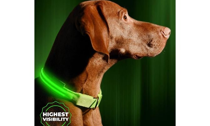 ILLUMISEEN LED Dog Collar — Best Flashing Dog Collar for Custom Sizes and Color Options