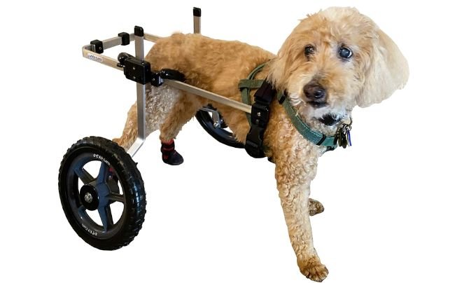 K9 Carts Dog Wheelchair (Medium)
