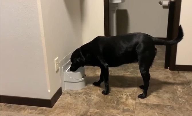 PERPETUAL WELL Automatic Pet Water Bowl – Best Wall-Mounted Dog Water Dispenser for Continuous Fresh Water