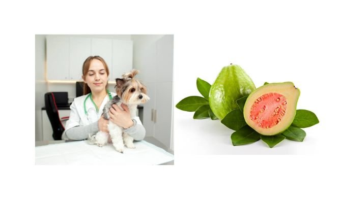 Parvovirus In Dogs Treatment With Guava Leaves