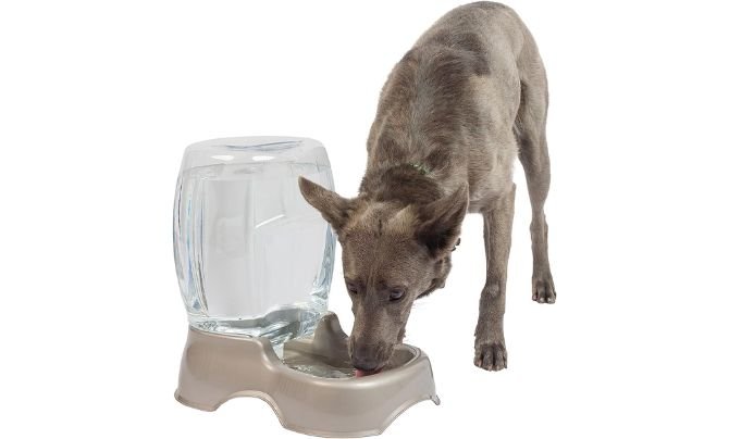 Petmate Pet Cafe Waterer Cat and Dog Water Dispenser