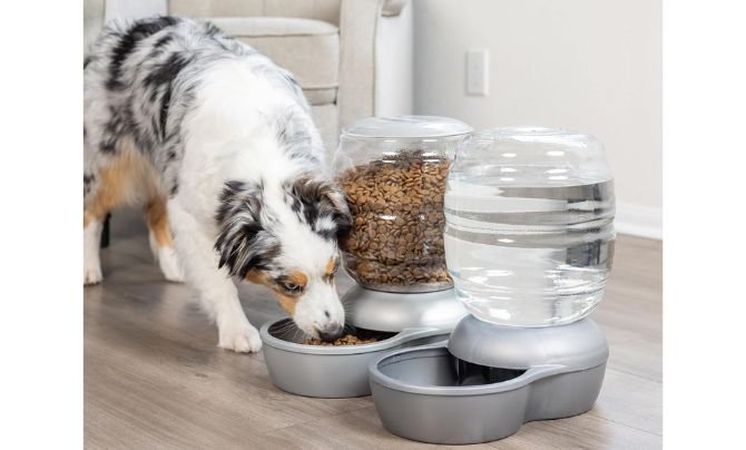 Petmate Replendish Feeder Review