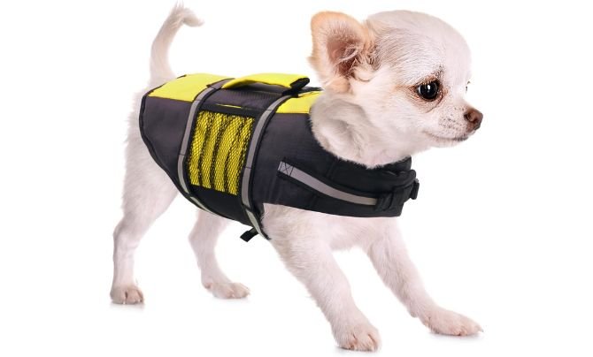 Queenmore Dog Life Jacket Review – Best Life Vests for Small & Medium Dogs in 2026