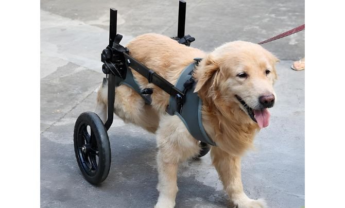 SJPNVUS Large Dog Wheelchair