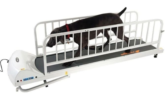 PawPaw's Dog Treadmill for Large Dogs