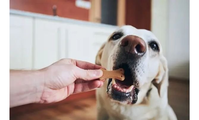 The Ultimate Guide to Using High Quality Dog Treats