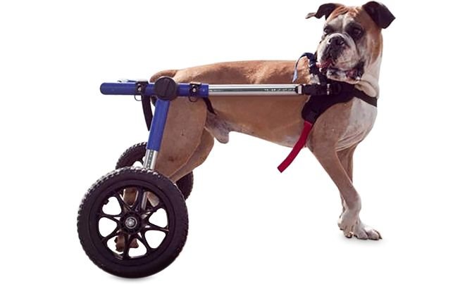 Walkin' Wheels Large Dog Wheelchair Review