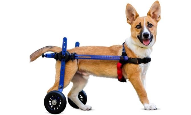 XS Dog Wheelchair for Mini/Toy Breeds by Walkin’ Wheels Review