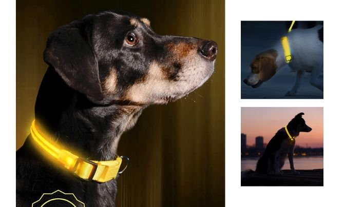 ILLUMISEEN LED Dog Collar – Best Reflective and LED Dog Collar for Night Safety