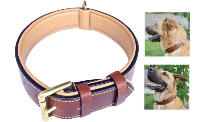 Soft Touch Collars Padded Leather Dog Collar – Best Premium Leather Dog Collar for Large Breeds