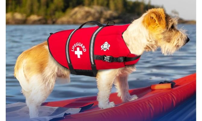 Paws Aboard Dog Life Jacket – Best All-Around Small Dog Life Vest for Comfort and Style