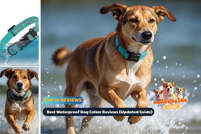 Top 10 Best Waterproof Dog Collar Reviews (Updated Guide) Top 10 Best Waterproof Dog Collar Reviews (Updated Guide)