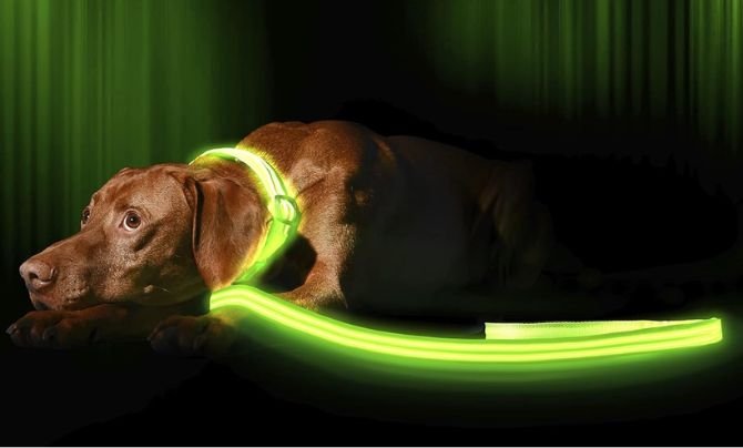 ILLUMISEEN LED Light Up Dog Leash