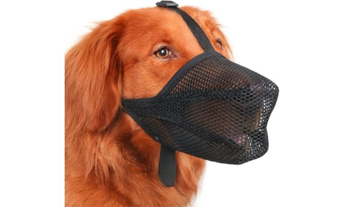 Mayerzon Dog Muzzle Review (2026 Update) – A Soft and Breathable Muzzle for Everyday Use
