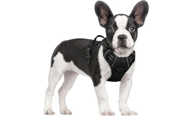 Rabbitgoo Dog Harness No Pull – Best Harness For Walking Small Dogs